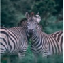 The profile picture diplaying two zebras